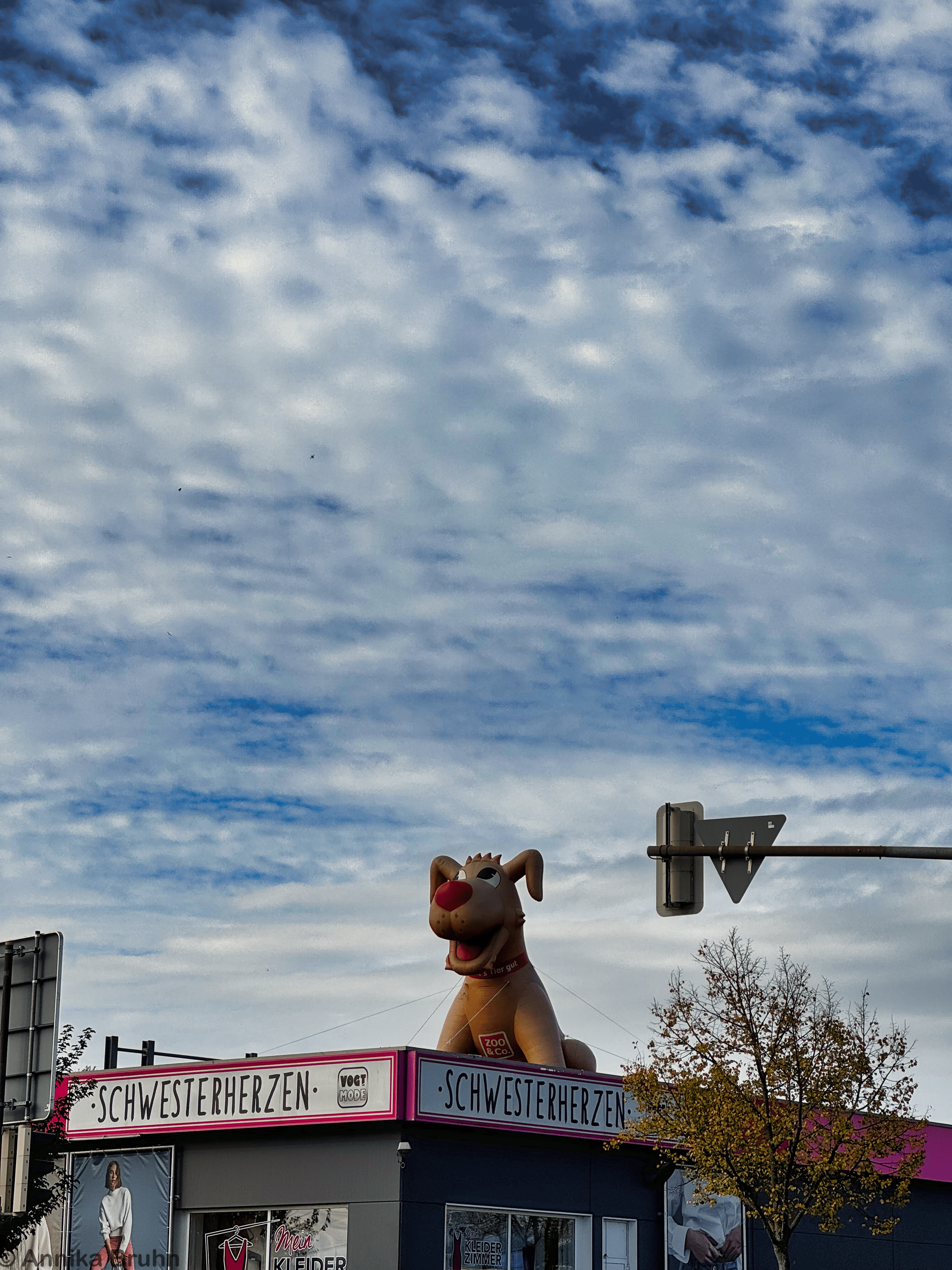 Da sitzt ein Hund auf dem Dach